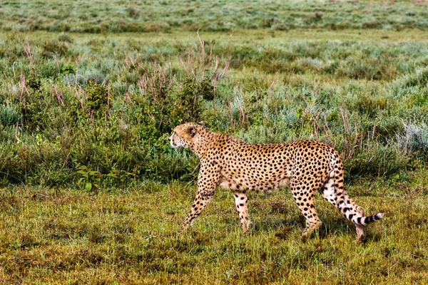 A gepárd kúszik fel. Serengeti Tanzánia — Stock Fotó