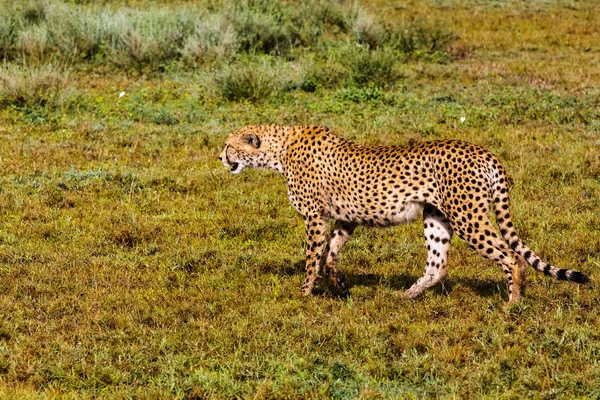 Ο Γατόπαρδος σέρνεται μέχρι το θήραμα. Serengeti στην Τανζανία — Φωτογραφία Αρχείου