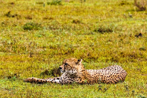 Cheetah che riposa. Savanna di Serengeti, Tanzania — Foto Stock