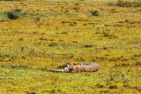 坦桑尼亚的塞伦盖蒂的猎豹 — 图库照片