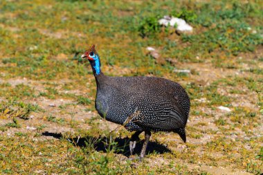 Miğferli beçtavuğu çim. Serengeti, Tanzanya