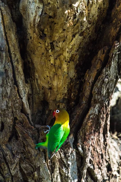 这只鸟在坦桑尼亚塞伦盖蒂的洞穴里选择鸟巢 — 图库照片