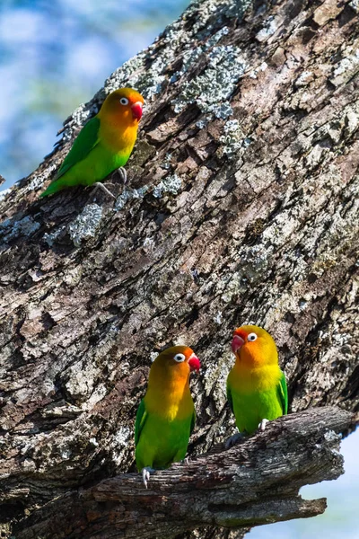 Tres tortolitos cerca del nido. Tanzania, África —  Fotos de Stock