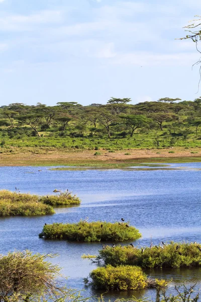 Liten damm i savannen i Serengeti. Tanzania, Afrika — Stockfoto