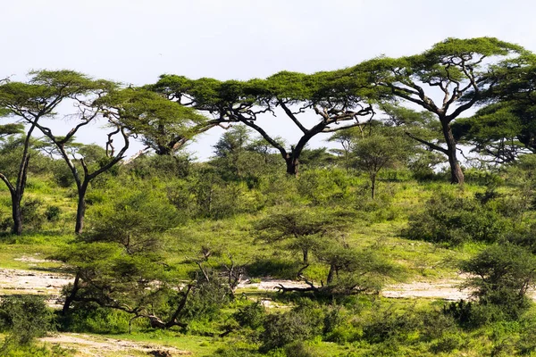 Зеленый пейзаж с акациями в Серенгети. Высокие деревья. Танзания, Восточная Африка — Бесплатное стоковое фото