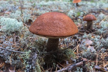 Orman-Tundra büyük portakal-cap çörek. Sibirya, Rusya Federasyonu