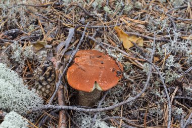 Orman-Tundra bir küçük çörek. Sibirya, Rusya Federasyonu