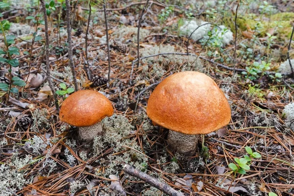 Dois boletos cor-de-laranja na floresta-tundra. Sibéria, Rússia — Fotografia de Stock