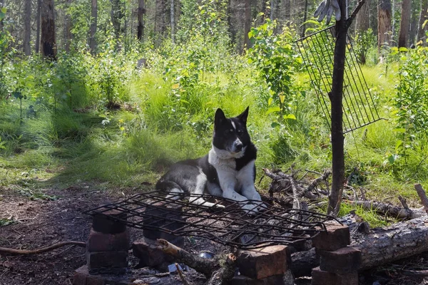Şenlik ateşi tarafından dinlenme bir av köpeği. Sibirya, Rusya Federasyonu