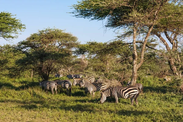 얼룩말의 작은 무리. 탄자니아 세 렝 게티 — 스톡 사진
