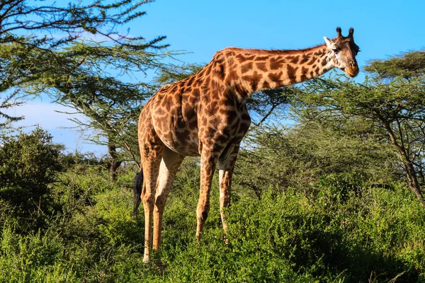 Jirafa en el arbusto de acacia. Tanzania, África —  Fotos de Stock