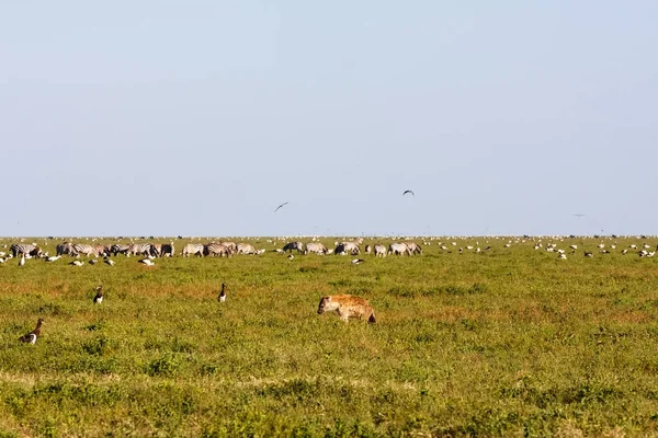Djur och fåglar på savannen i Serengeti, Tanzania — Stockfoto