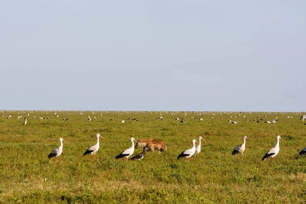 Flock fåglar på savannen i Serengeti, Tanzania — Stockfoto