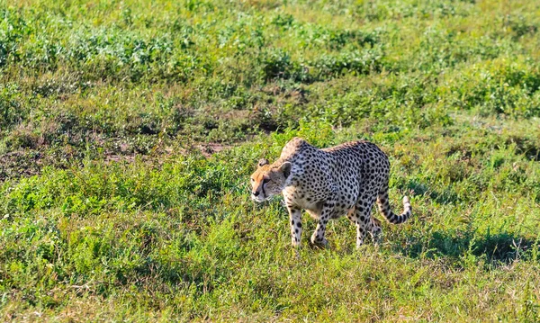 Caça às chitas na savana dos Serengeti. Tanzânia — Fotografia de Stock