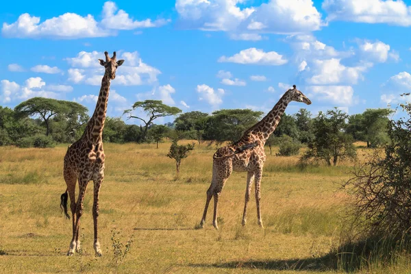 İki zürafa portresi. Serengeti, Tanzanya — Stok fotoğraf