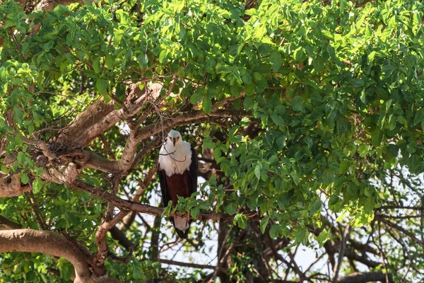 Vulturul de peste pe copac. Serengeti, râul Grumeti. Africa — Fotografie, imagine de stoc