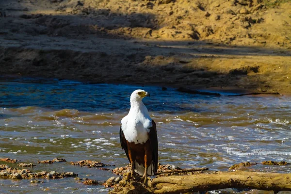 Fisher Sas Grumeti Folyó Partján Serengeti Tanzánia — Stock Fotó