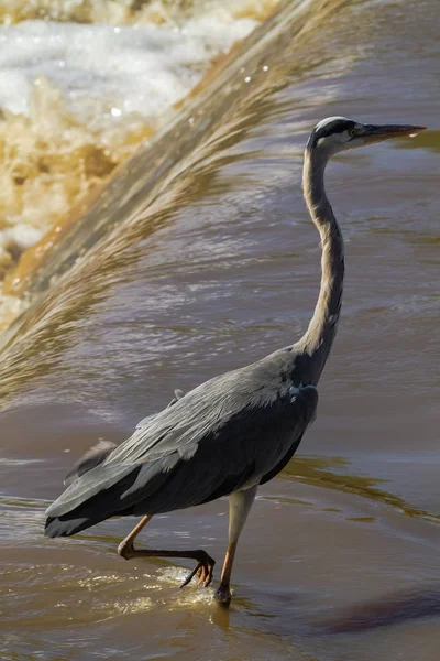 Big Grey Heron Shore Grumeti River Serengeti Africa — Stock Photo, Image