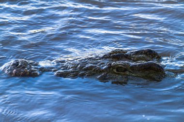 Grumeti Nehir Nil timsah. Serengeti, Tanzanya