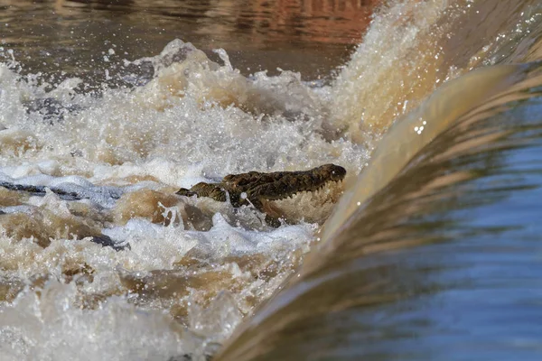 Pesca Pigra Coccodrillo Del Nilo Sul Fiume Grumeti Tanzania Africa — Foto Stock