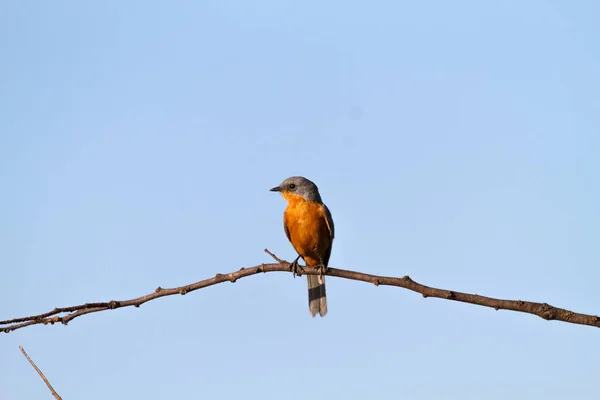 Pájaro Plateado Árbol Tanzania Serengeti —  Fotos de Stock