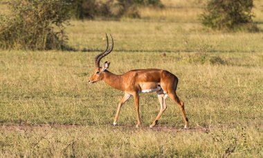 Impala erkek kapatın. Serengeti, Afrika Bush