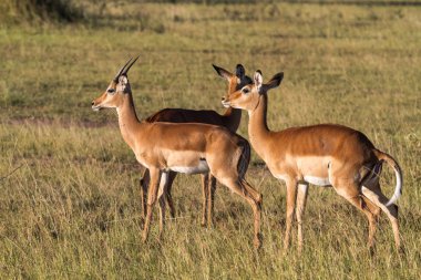 Serengeti impalas küçük bir grup. Tanzanya, Afrika