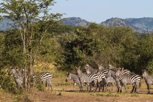 Piccolo Branco Zebre Savana Serengeti Africa — Foto Stock