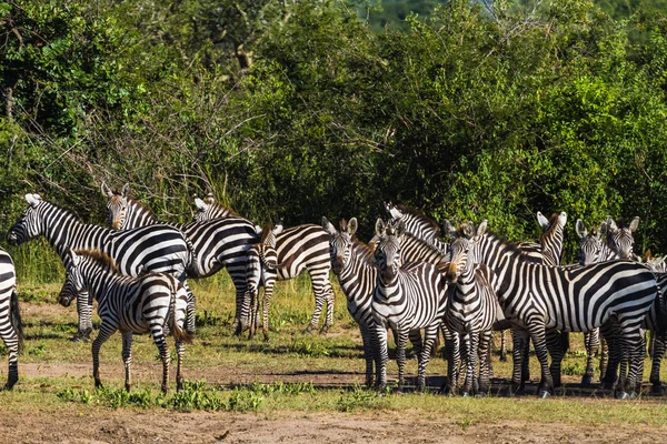 Zebraherde Der Serengeti Tansania Afrika — Stockfoto