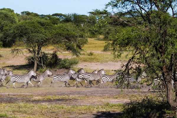 Gran Migración Serengeti África —  Fotos de Stock