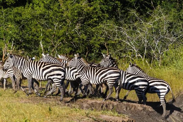 Duża Grupa Zebry Afrykańskiej Sawanny Tanzania — Zdjęcie stockowe