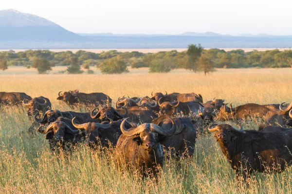 Serengeti Afrika Manda Büyük Sürüsü Tanzanya — Stok fotoğraf