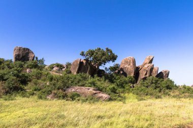 Savana Serengeti manzara. Tanzanya, Afrika
