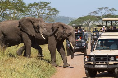 Ekoturizm Eastest Afrika'da. Serengeti, Tanzanya