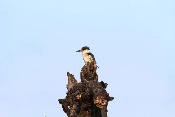 Kingfisher Alb Negru Ciot Serengeti Savanna Africa — Fotografie, imagine de stoc