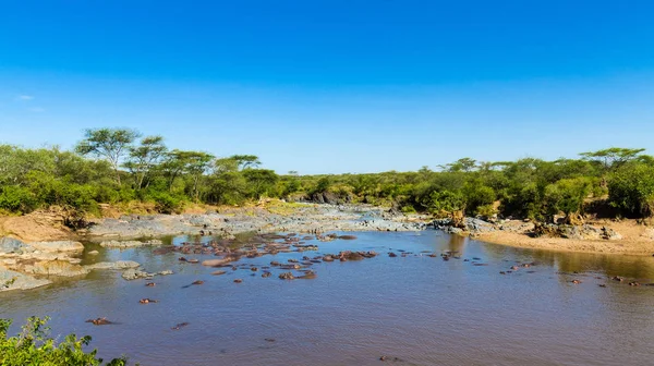 Savana Serengeti, Tanzanya'nın havuzunda Gippo.