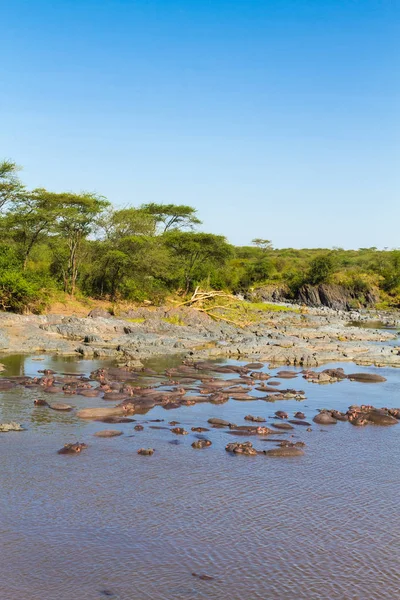 Piscina Gippo Serengeti Tanzania — Foto de Stock