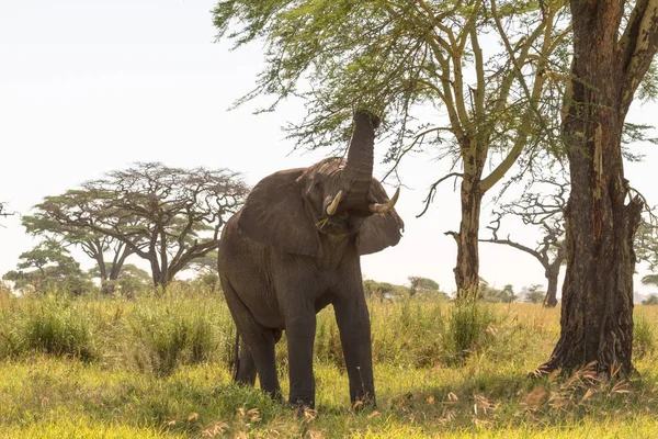 非洲大象在树附近 坦桑尼亚塞伦盖蒂 — 图库照片