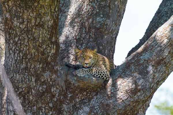 Leopardo Appoggiato Sul Ramo Dell Albero Serengeti Tanzania — Foto Stock