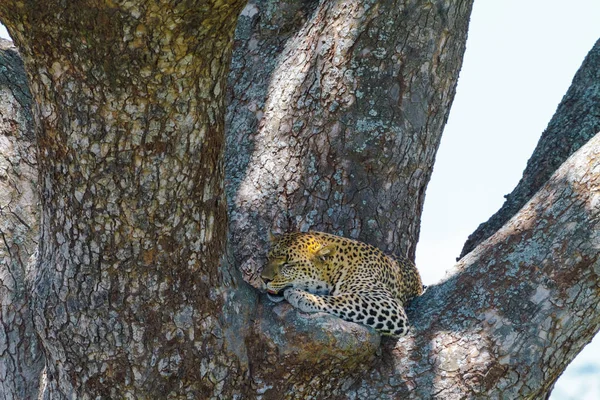 Gato Manchado Grande Descansando Rama Del Árbol Leopardo Africano Del — Foto de Stock