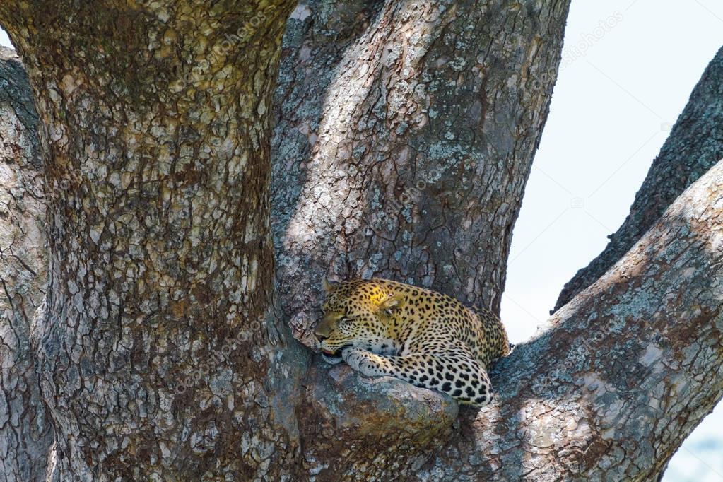 Big spotted cat resting on the branch of tree. African leopard from the Serengeti, Tanzania