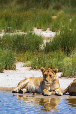 Dişi aslan kum kıyısında. Serengeti aslan gurur. Afrika