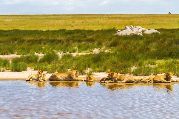 Peisaje Savană Lions Serengeti Africa — Fotografie, imagine de stoc