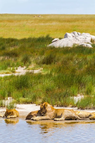 Peisaj Lei Odihnitori Serengeti Tanzania — Fotografie, imagine de stoc
