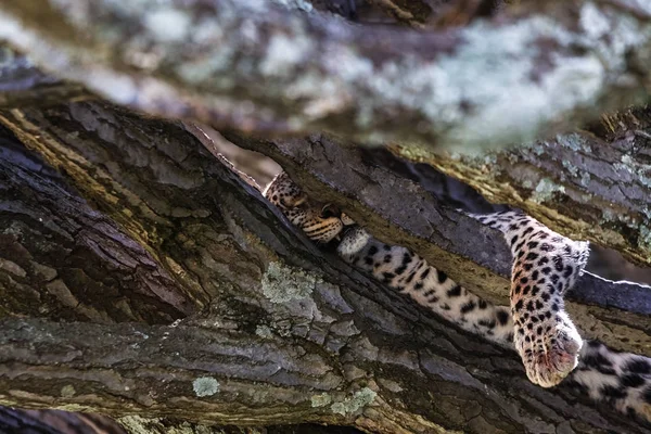 Öğle Yemeğinden Sonra Büyük Bir Kedi Serengeti Afrika — Stok fotoğraf