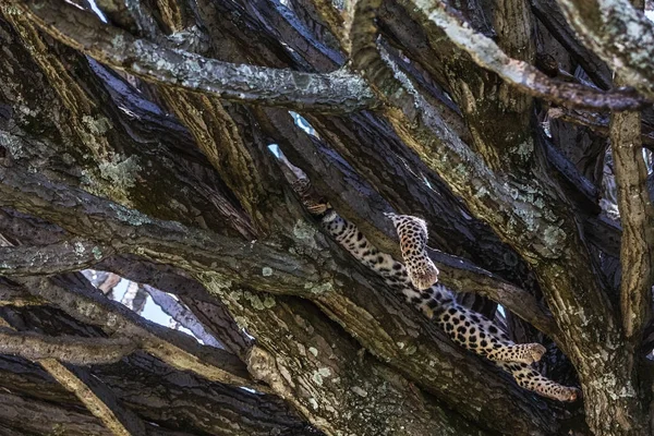 Молодой Леопард Отдыхает Ветке Серенгети Танзания — стоковое фото