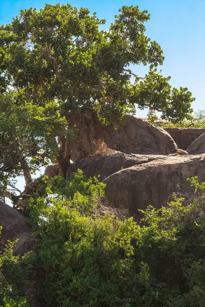 Preguiçoso Predador Dormir Numa Rocha Leoa Serengeti Tanzânia — Fotografia de Stock