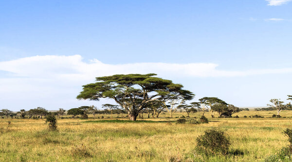 High acacia in the center of Serengeti. Tanzania, Africa
