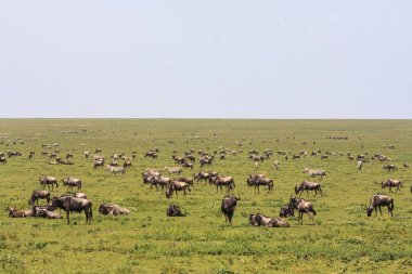 Serengeti'nin büyük sürüler halinde savana. Tanzanya, Afrika