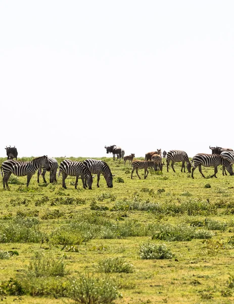 Wielkie Stada Zielony Savanna Serengeti Tanzania Afryka — Zdjęcie stockowe